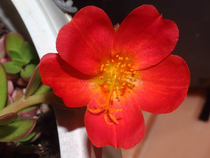 mp_portulaca_umb_2016_02.jpg