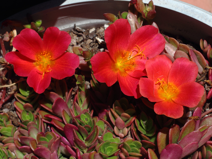 mp_portulaca_umb_2016_03.jpg