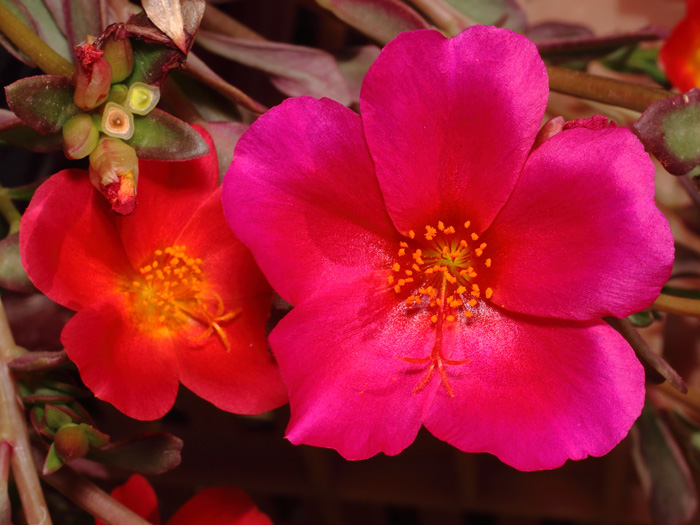 mp_portulaca_umb_2017_03.jpg