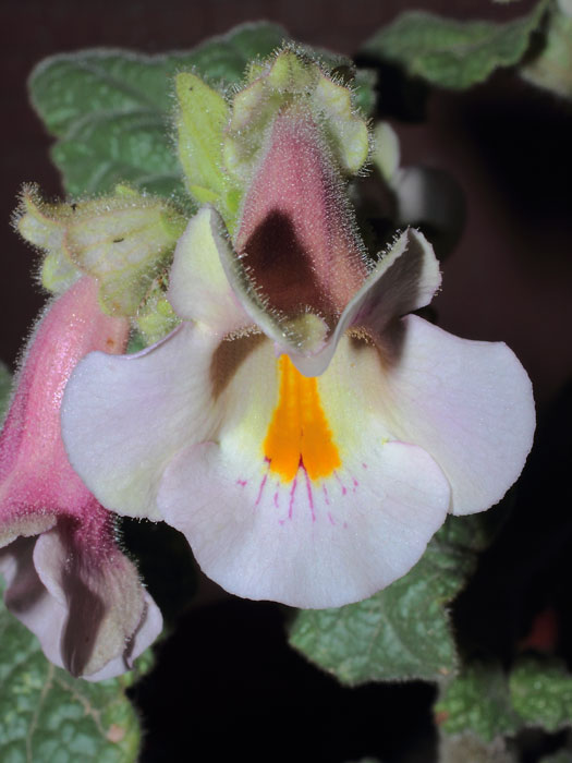mp_proboscidea_2013_01.jpg