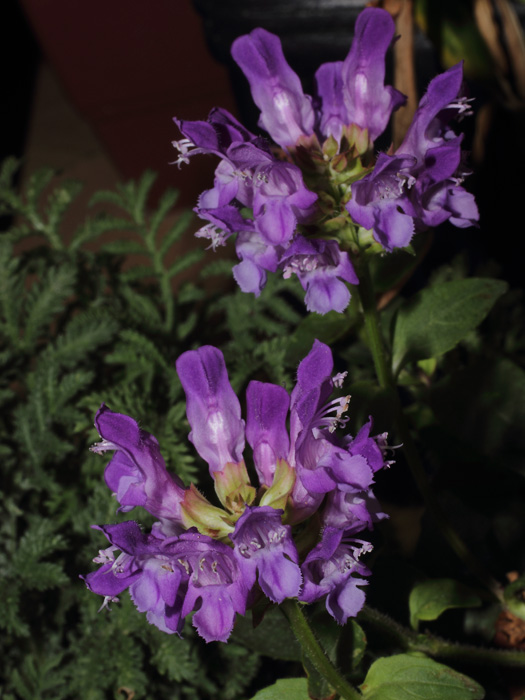 mp_prunella_gra_2014_03.jpg