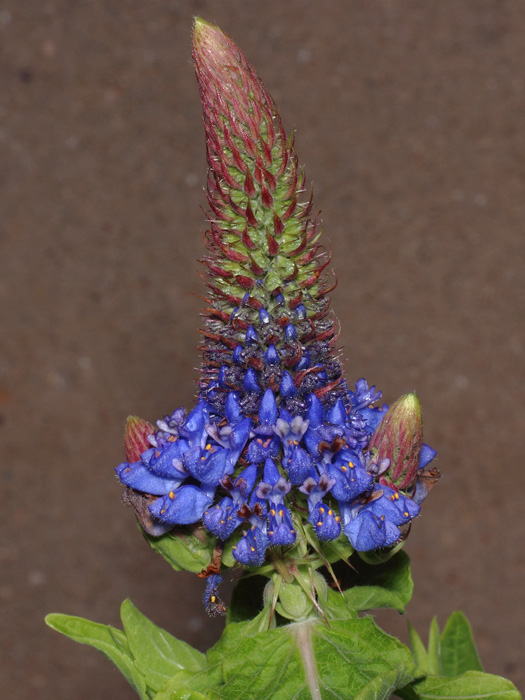 mp_pycnostachys_urt_2017_02.jpg