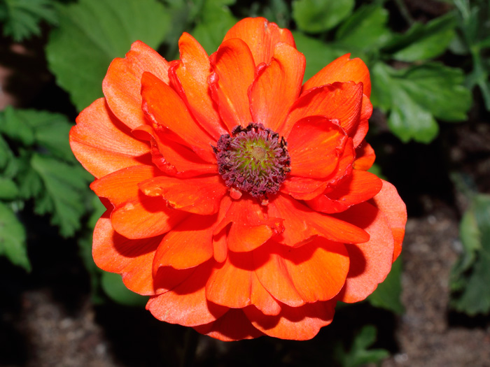 mp_ranunculus_2013_04.jpg