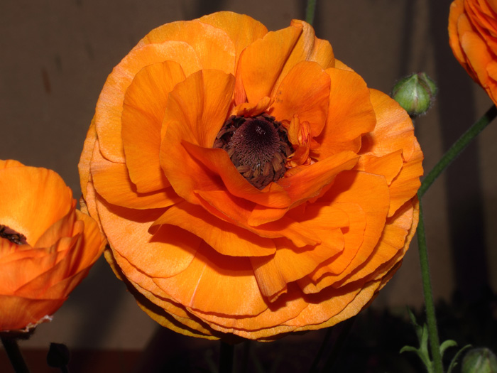 mp_ranunculus_2014_01.jpg