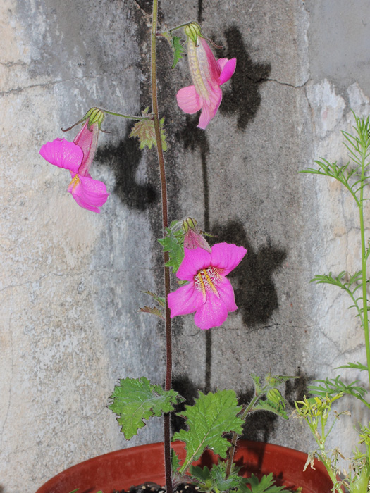mp_rehmannia_el_2014_03.jpg