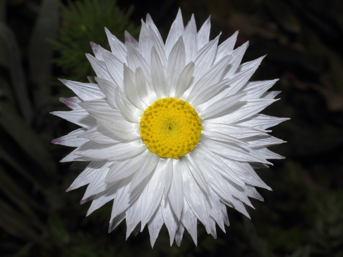 mp_rhodanthe_2014_01.jpg