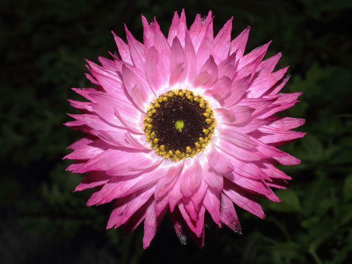 mp_rhodanthe_chl_2015_01.jpg