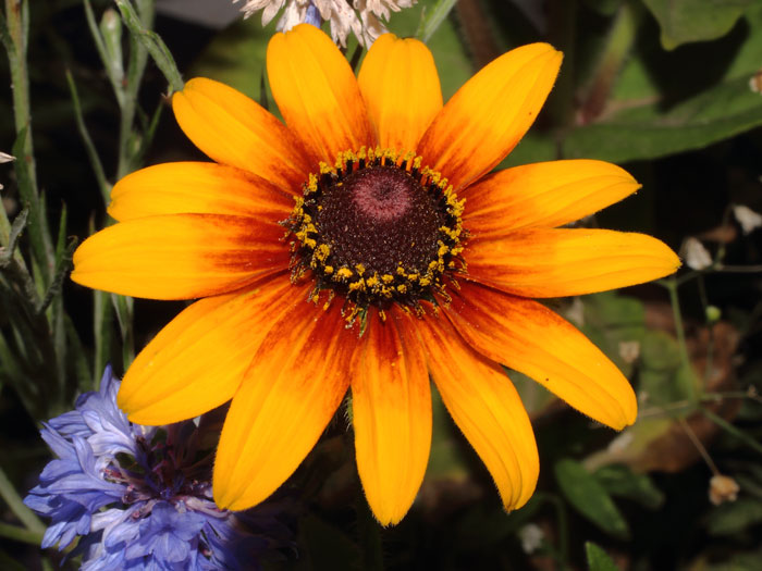 mp_rudbeckia_2013_01.jpg