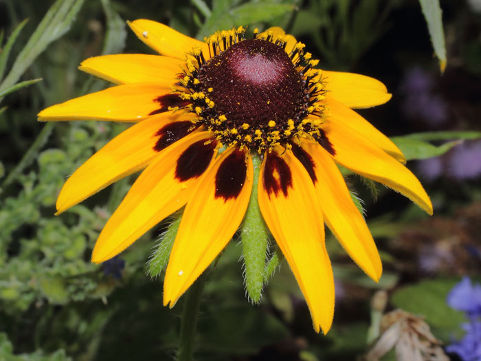 mp_rudbeckia_2013_03.jpg