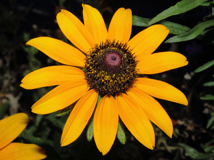 mp_rudbeckia_2013_05.jpg