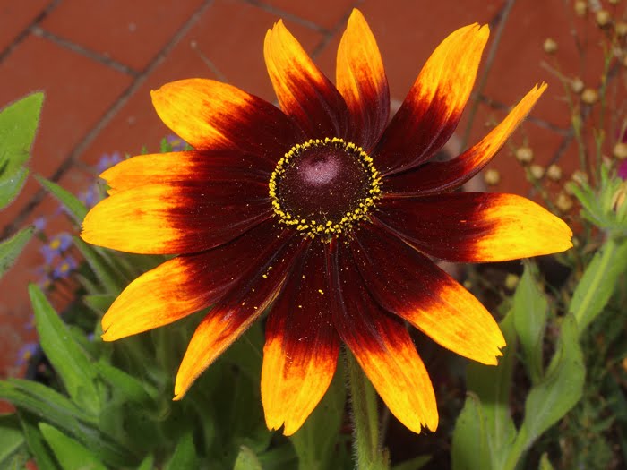 mp_rudbeckia_hir_2016_01.jpg