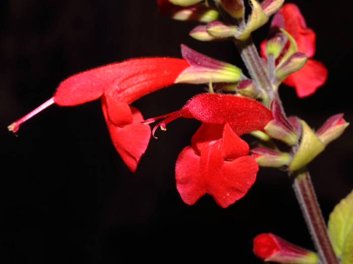 mp_salvia_coc_2014_01.jpg