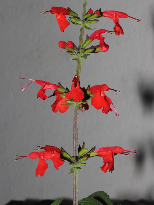mp_salvia_coc_2014_03.jpg