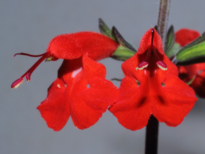 mp_salvia_coc_2014_05.jpg