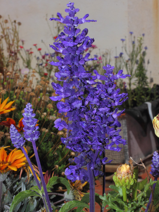 mp_salvia_far_2014_01.jpg