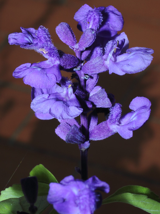mp_salvia_farinacea_2013_03.jpg