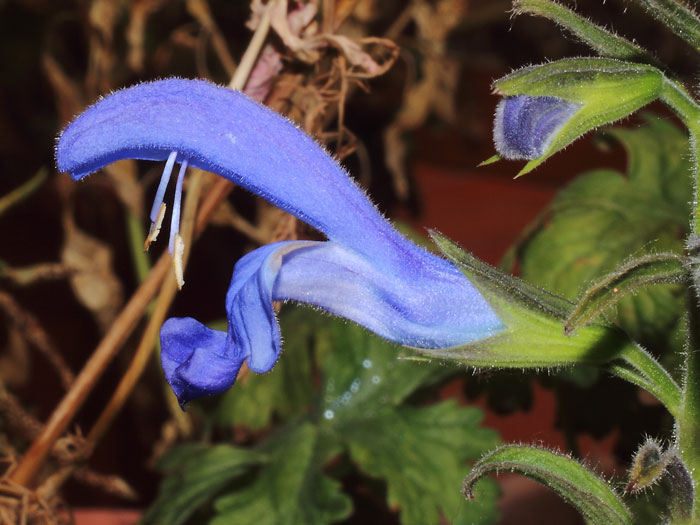mp_salvia_pat_2015_02.jpg
