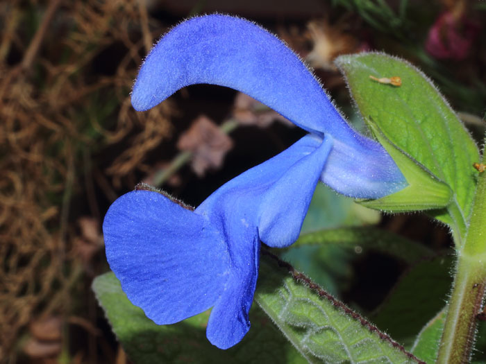 mp_salvia_pat_2015_03.jpg