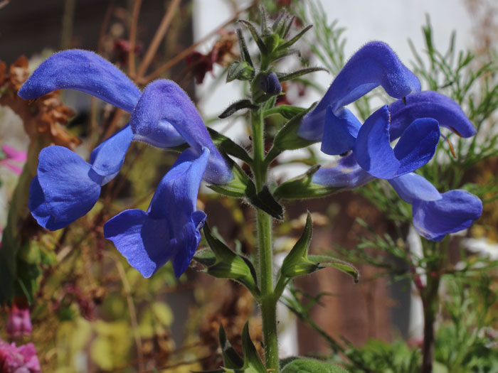 mp_salvia_pat_2015_06.jpg