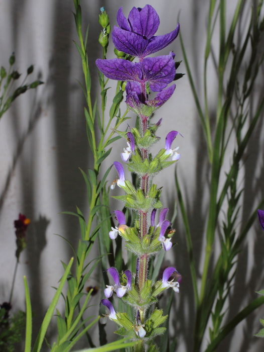 mp_salvia_vir_2016_01.jpg