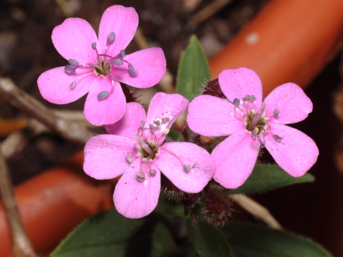 mp_saponaria_ocy_2017_01.jpg