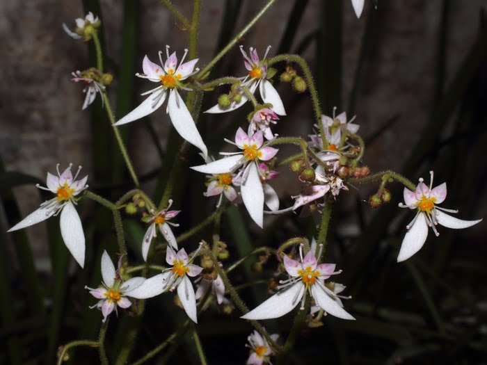 mp_saxifraga_sto_2016_01.jpg