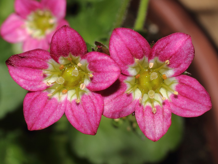 mp_saxifraga_x_ar_2014_01.jpg
