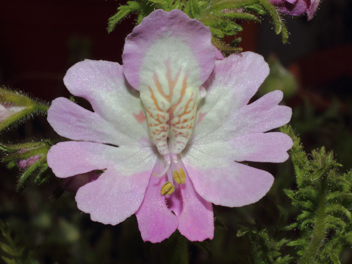 mp_schizanthus_xwi_2015_01.jpg