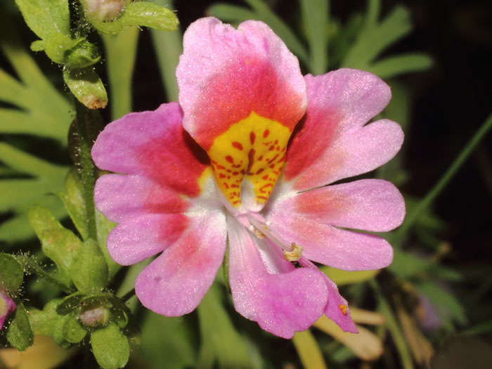 mp_schizanthus_xwi_2015_05.jpg
