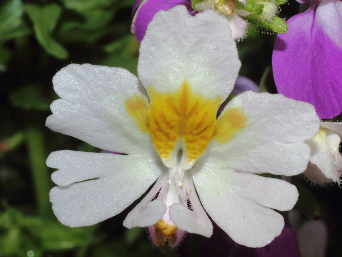 mp_schizanthus_xwi_2015_06.jpg