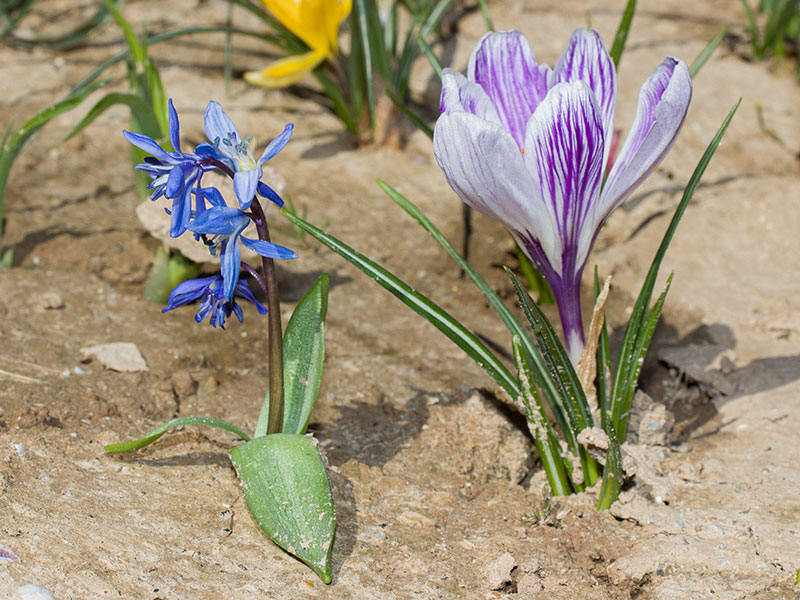 mp_scilla_sib-crocus_kos_2021_01.jpg