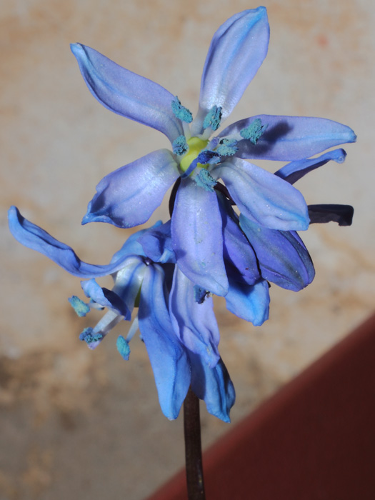 mp_scilla_sib_2014_02.jpg