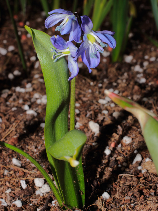 mp_scilla_siberica_2013_01.jpg