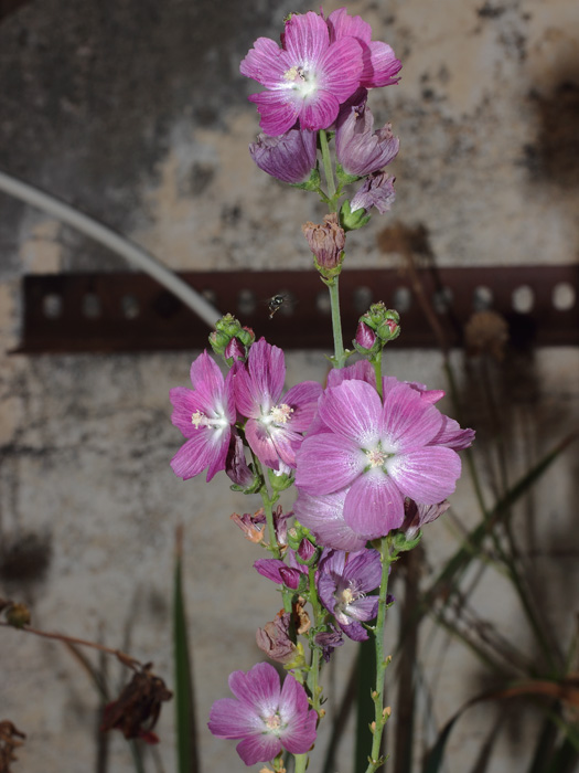 mp_sidalcea_pg_2014_04.jpg
