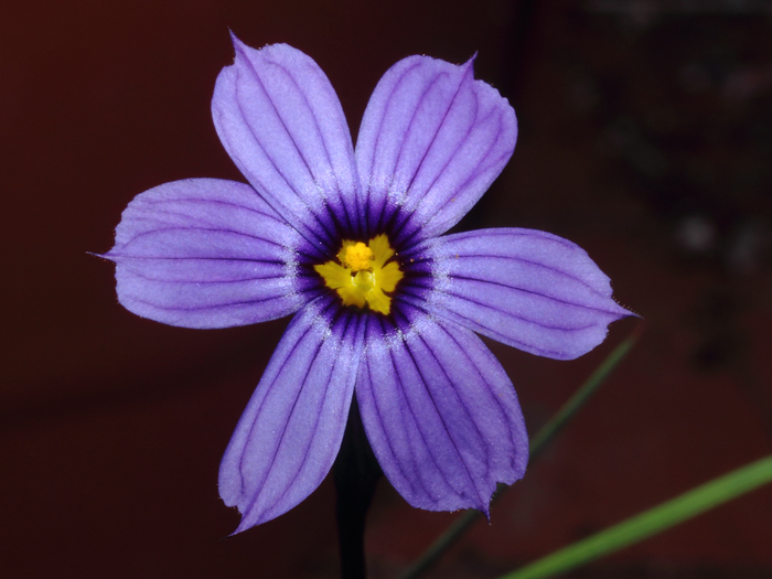 mp_sisyrhinchium_bel_2016_01.jpg