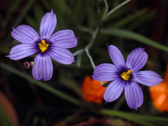 mp_sisyrhinchium_bel_2017_01.jpg