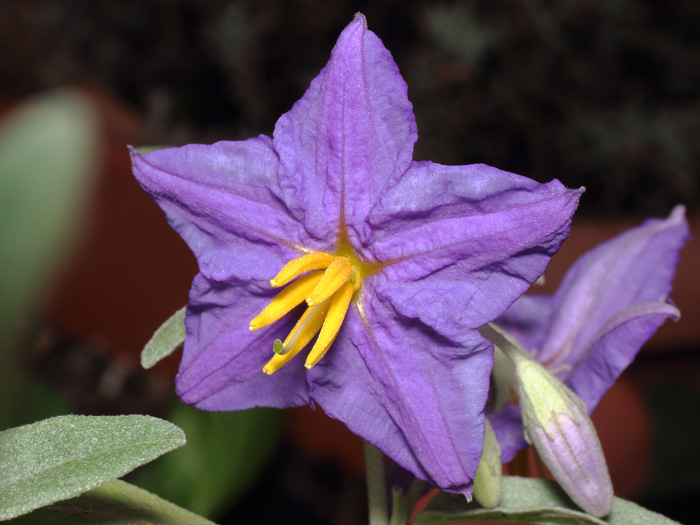 mp_solanum_ele_2017_01.jpg