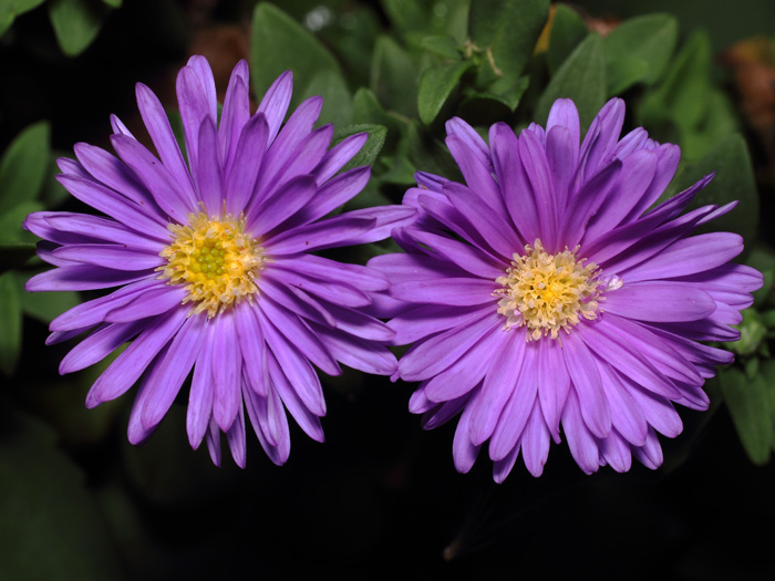 mp_symphyotrichum_dum_2017_02.jpg