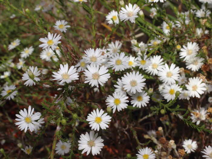 mp_symphyotrichum_eri_2017_01.jpg