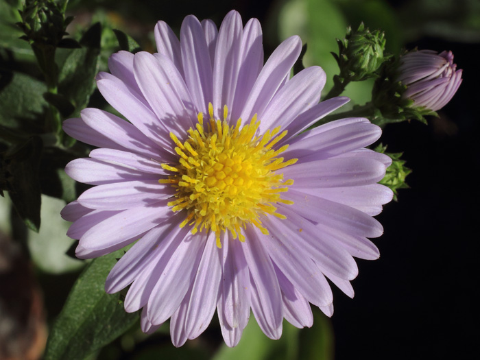 mp_symphyotrichum_nb_2013_01.jpg