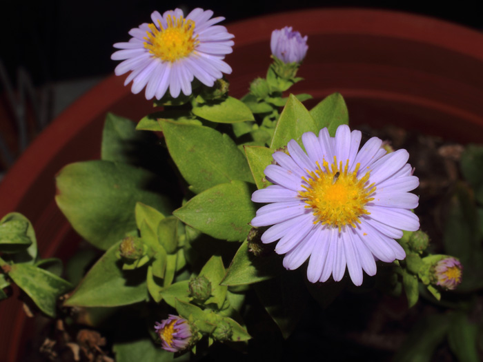 mp_symphyotrichum_nb_2014_01.jpg