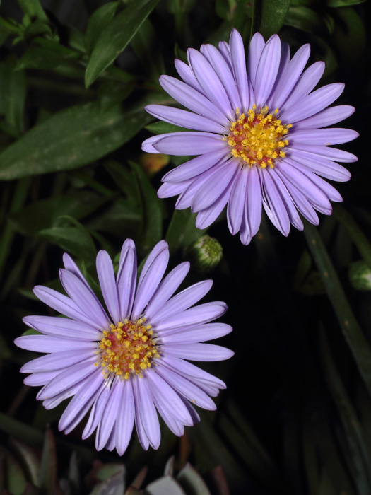 mp_symphyotrichum_nbe_2017_03.jpg