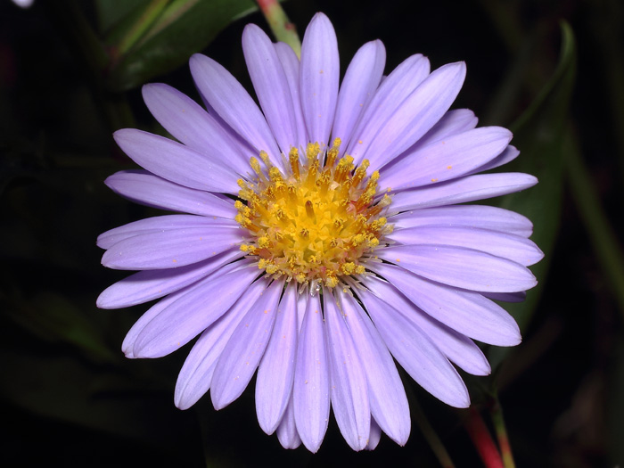 mp_symphyotrichum_nbe_2017_05.jpg