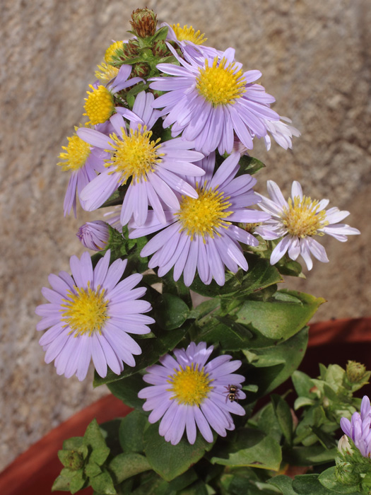 mp_symphyotrichum_nbe_2017_06.jpg
