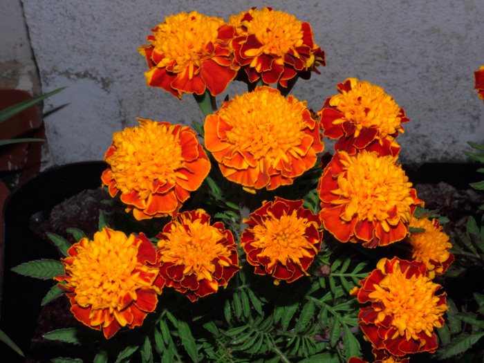 mp_tagetes_patula_2012_02.jpg
