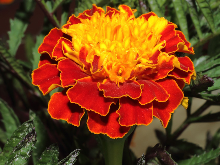 mp_tagetes_patula_2013_03.jpg