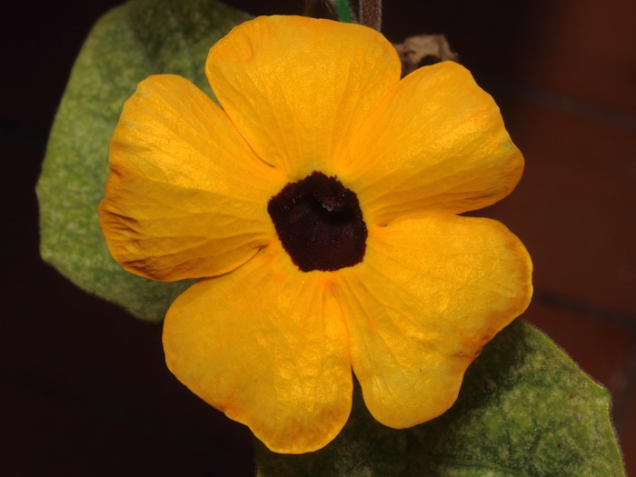 mp_thunbergia_ala_2016_01.jpg