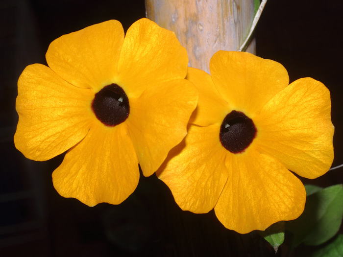 mp_thunbergia_ala_2016_02.jpg