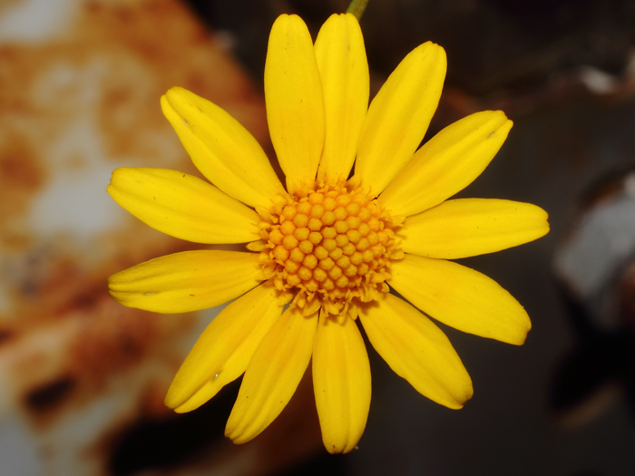 mp_thymophylla_ten_2016_01.jpg