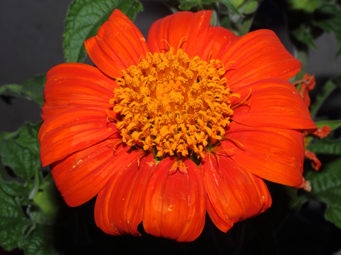 mp_tithonia_rot_2014_01.jpg